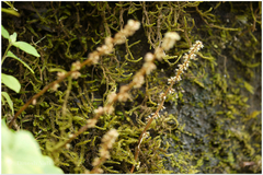 Remusatia vivipara